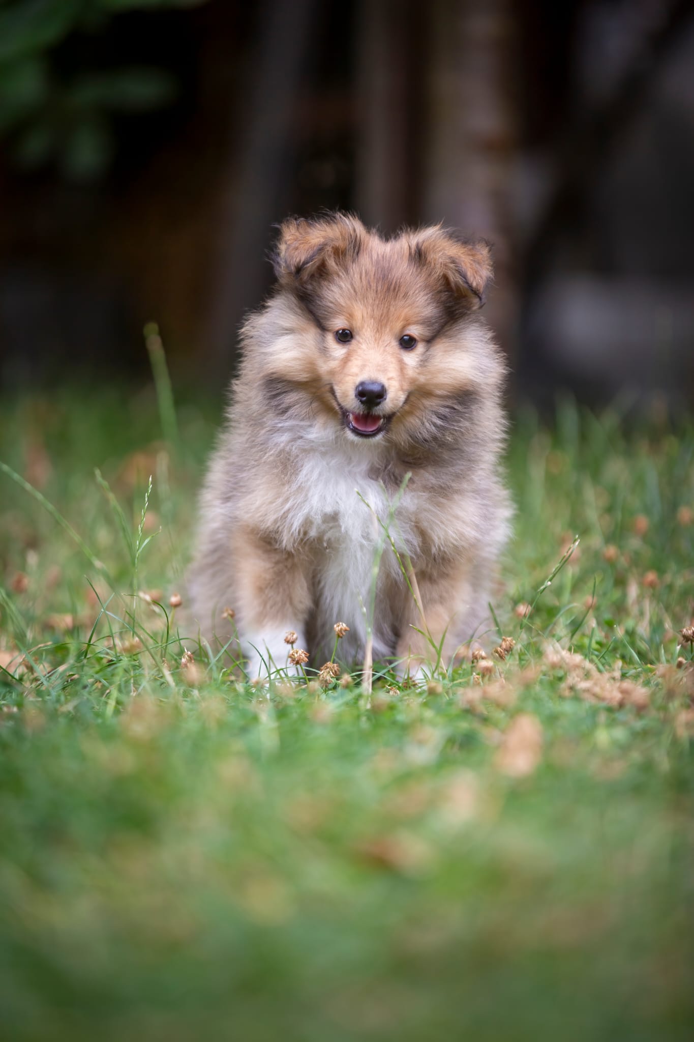 Agnar Gold of the North